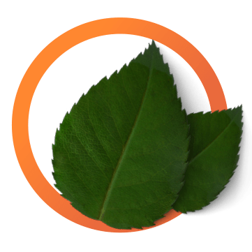 Maximized Efficiency System